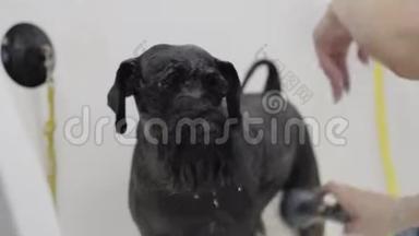 浴室里可爱的狗。 洗衣服的狗。 女孩在浴室里给可爱的宠物洗澡。 湿可爱狗的肖像。